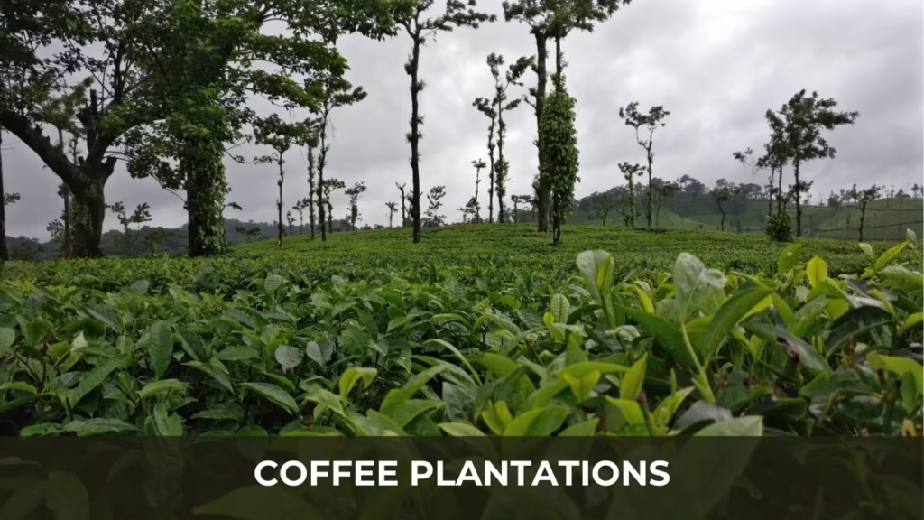 Coffee Plantations